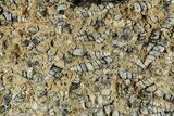 Fossil Freshwater Snails (Elimia) In Limestone - Wyoming #325730-3